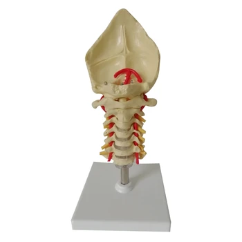 Модель позвонка Шейный отдел позвоночника с шейной артерией Затылочная кость Модель нерва Модель дропшиппинга