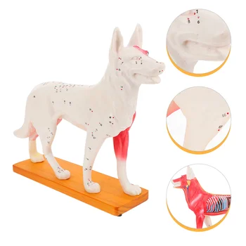 Модель акупунктуры собачьего тела Модель анатомии собаки Модель медицинского обучения
