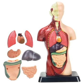 Модель человеческого тела для детей Многоцветная пластиковая модель анатомии человеческого туловища Игрушки 8 шт. Съемная анатомическая кукла с сердцем и органами