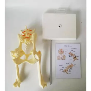 Анатомическая модель анатомии тазового сустава собаки в натуральную величину Модель анатомии тазобедренного сустава поясничного отдела тазобедренного сустава Ветеринарные приборы для животных Медицинская модель