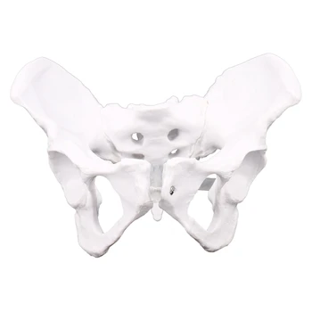 Женская анатомия Таз Тазовый скелет Горло Анатомическая анатомия Череп Скульптура Голова Модель тела