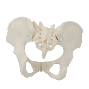 1 шт. 1 шт. Женская модель таза 1: 1 Женская модель тазового скелета в натуральную величину для научного образования